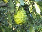Bergamot Meyvesinin Faydaları Ve Zararları Nelerdir?