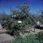 Zeytinde Çinko Eksikliği Nedir, Nasıl Anlaşılır?