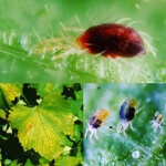 Kırmızı Örümcek Nedir? Zararları, Belirtileri Ve Etkili Mücadelesi