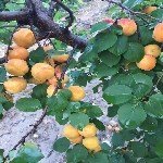 Şarka Virüsü Belirtileri, Nedenleri Ve Mücadele Yöntemleri