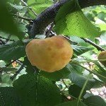 Şarka Virüsü Belirtileri, Nedenleri Ve Mücadele Yöntemleri