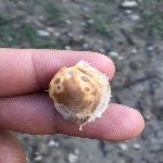 Şarka Virüsü Belirtileri, Nedenleri Ve Mücadele Yöntemleri