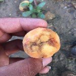 Şarka Virüsü Belirtileri, Nedenleri Ve Mücadele Yöntemleri