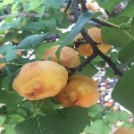 Şarka Virüsü Belirtileri, Nedenleri Ve Mücadele Yöntemleri