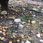 Şarka Virüsü Belirtileri, Nedenleri Ve Mücadele Yöntemleri