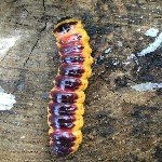 Ağaç Kızılkurdu Zararlısı Nedir? Zararları Ve Mücadele Yöntemleri