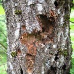 Ağaç Kızılkurdu Zararlısı Nedir? Zararları Ve Mücadele Yöntemleri