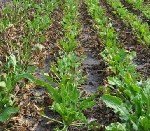 Cercospora Yaprak Lekesi Hast. Belirtileri, Nedenleri Ve Mücadeledesi