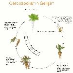 Cercospora Yaprak Lekesi Hast. Belirtileri, Nedenleri Ve Mücadeledesi