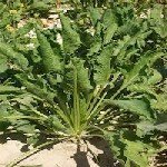 Yaprak Kenarı Dürülmesi Hastalığı Belirtileri, Nedenleri Ve Mücadelesi