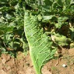 Yaprak Kenarı Dürülmesi Hastalığı Belirtileri, Nedenleri Ve Mücadelesi