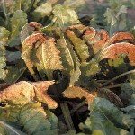 Pancar Pası (Uromyces Betae) Hastalığı Belirtileri, Nedenleri Ve Müc.