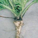 Phoma Yaprak Lekesi Hastalığı Belirtileri, Nedenleri Ve Mücadelesi