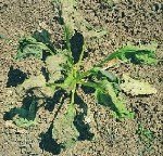 Çökerten Hastalığı Belirtileri, Nedenleri Ve Mücadele Yöntemleri