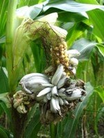 Mısır Rastığı Hastalığı Belirtileri, Nedenleri Ve Mücadele Yöntemleri