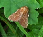 Yüzük Kelebeği Nedir? Zararları Ve Mücadele Yöntemleri