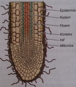 Mikorizalar Hakkında Her Şey