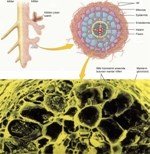 Mikorizalar Hakkında Her Şey