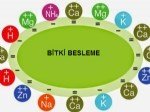 Mikro Besin Elementleri Nelerdir?