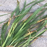 Buğdayda Septorya Yaprak Lekesi Belirtileri, Nedenleri Ve Mücadelesi Buğdayda Septorya Yaprak Lekesi Belirtileri, Nedenleri Ve Mücadelesi