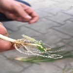 Buğdayda Septorya Yaprak Lekesi Belirtileri, Nedenleri Ve Mücadelesi Buğdayda Septorya Yaprak Lekesi Belirtileri, Nedenleri Ve Mücadelesi