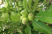 Elma Ağaçlarında Periyodisite (Alternans)