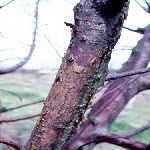 Siyah Çürüklük, Yaprak Lekesi Ve Kanser Hastalığı (Botryosphaeria Obtusa)