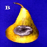 Alternaria Çürüklüğü (Alternaria Alternata) Hastalığı