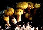 Armillaria Çürüklüğü Hastalığı (Armillaria Mellea)