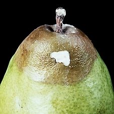 Kurşuni Küf Hastalığı (Botrytis Cinerea)