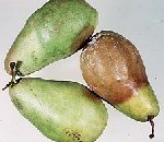 Kurşuni Küf Hastalığı (Botrytis Cinerea)