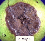 Kurşuni Küf Hastalığı (Botrytis Cinerea)