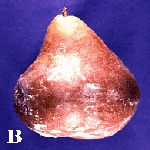 Kurşuni Küf Hastalığı (Botrytis Cinerea)
