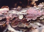 Gümüş Yaprak Hastalığı (Chondrostereum Purpureum)