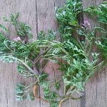 Fumaria Officinalis L. (Hakiki Şahtere) Otu