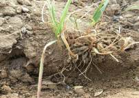 Buğday Ve Arpada Kök Boğazı Çürüklüğü Hast. Belirlileri Ve Mücadelesi