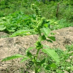 Kırmızı Köklü Tilki Kuyruğu Otu Nedir?