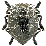 Meyve Ağacı Dipkurtları Nedir? Zararları Ve Mücadele Yöntemleri