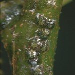 Armut Psillidi Nedir? Zararları Ve Mücadele Yöntemleri