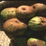 Armut Psillidi Nedir? Zararları Ve Mücadele Yöntemleri