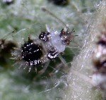 Armut Kaplanı Nedir? Zararları Ve Mücadele Yöntemleri