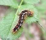 Altın Kelebek Nasıl Nedir? Zararları Ve Mücadele Yöntemleri