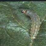 Meyve Ağaçlarında Yaprak Büken Nedir? Zararları Ve Mücadele Yöntemleri