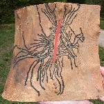 Meyve Yazıcı Böceği Nedir? Zararları Ve Mücadele Yöntemleri