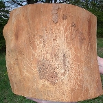 Meyve Yazıcı Böceği Nedir? Zararları Ve Mücadele Yöntemleri