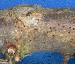 Meyve Yazıcı Böceği Nedir? Zararları Ve Mücadele Yöntemleri