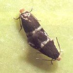 Yaprak Galeri Güvesi Nedir? Zararları Ve Mücadele Yöntemleri