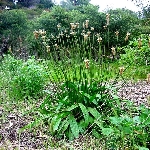 Sinir Otu Nedir? Sinir Otu Nedir?