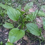 Sinir Otu Nedir? Sinir Otu Nedir?