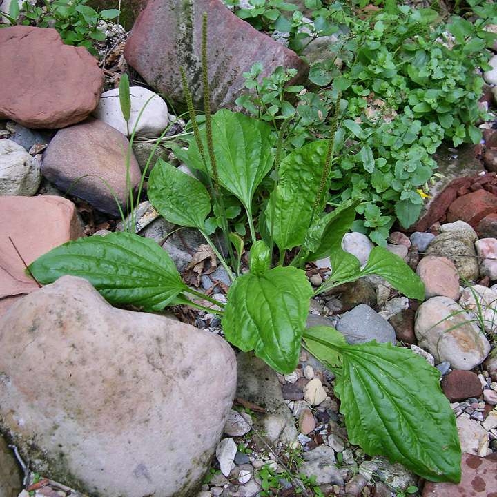 Sinir Otu Nedir? Sinir Otu Nedir?